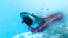 Load image into Gallery viewer, Maneater - PlayStation 4
